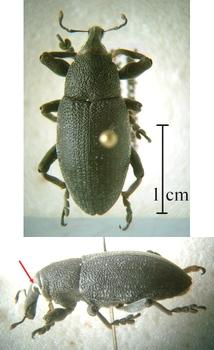 Réf. 243 984 : Lixomorphus algirus